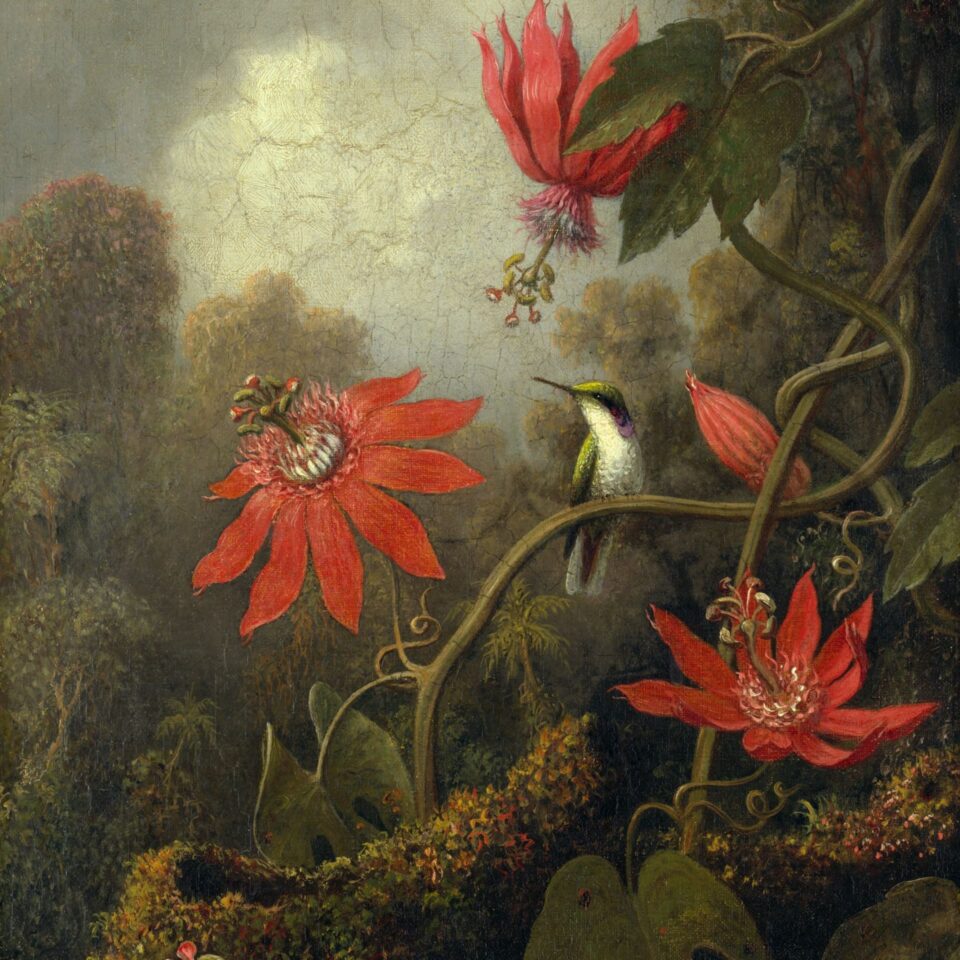 Hummingbird and Passionflowers - Martin Johnson Heade